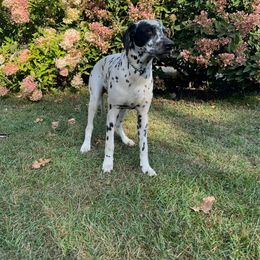 Trixie - White and black Dalmatian puppy in Motley, Minnesota from Dynasty Paws
