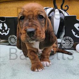 Falconer - Brown and white male Basset Hound puppy in Big Rapids, Michigan from Basket Hound Bassets