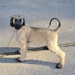 Afghan Hound Puppies from Lenore Light