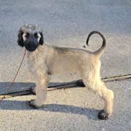 Afghan Hound Puppies from Lenore Light