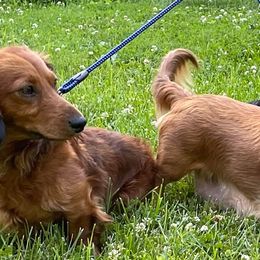 Dachshunds from Smokey Hollow Dachshunds