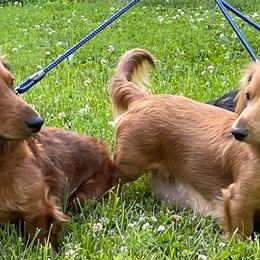 Dachshunds from Smokey Hollow Dachshunds