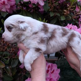 Justice - Red merle male Miniature Australian Shepherd puppy in Marysville, Washington from Garay Mini Aussies