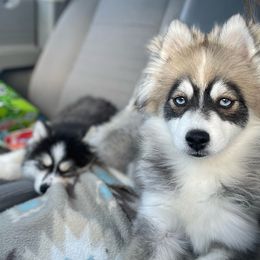 Esme - Pomsky