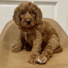 Hot Sauce - Red  Goldendoodle puppy in Bartow, Florida from Furever Doodles