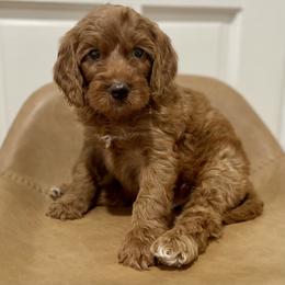 Hot Sauce - Red  Goldendoodle puppy in Bartow, Florida from Furever Doodles