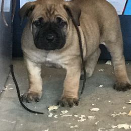 Boerboel Puppies from Fueled Kennel