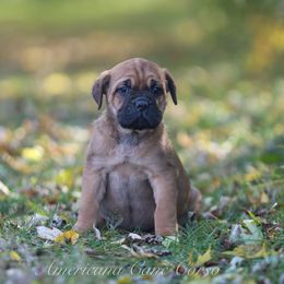 Pumpkin - Fawn female Cane Corso puppy in Cable, Ohio from Americana Cane Corso