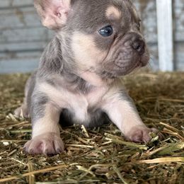 Lilac boy 2 - Blue male French Bulldog puppy in Brooksville, Florida from Post Farm Rottweilers & French Bulldogs