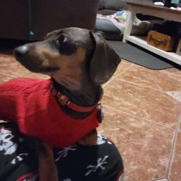 Australian Shepherd and Dachshund All Grown Up from Santina Bourland