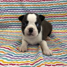 Tucker - Black brindle and white male Boston Terrier puppy in Fillmore, Illinois from Wind Hill Puppies