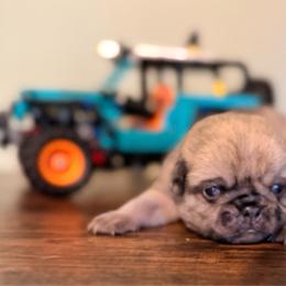 Breeze - Cream male Pug puppy in Smiths Station, Alabama from Magnolia Pugs