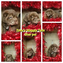 Mike - Brown male Chinese Shar-Pei puppy in Minden, Louisiana from Zoey's Waggly Tails