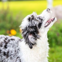 Aussiedoodles from Jessaca Pieper