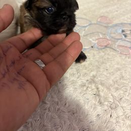 Pekingese and Poodle Puppies from Dogs lovers