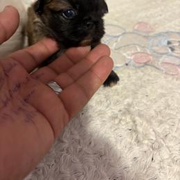 Pekingese and Poodle Puppies from Dogs lovers