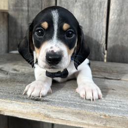 Piebald boy - Piebald male Dachshund puppy in South Willard, Utah from Doxies in the Sun