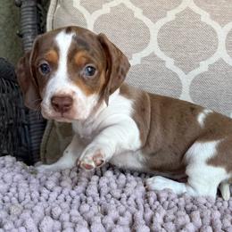 CKC Boy 3 - Dapple male Dachshund puppy in Joshua Tree, California from Desert Dreams Ranch