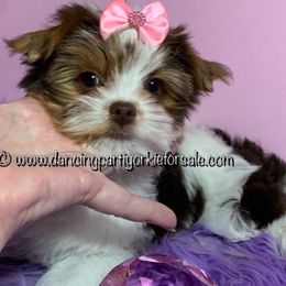 Cherie - Yorkshire Terrier