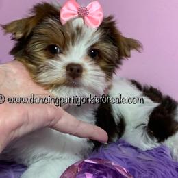 Cherie - Yorkshire Terrier