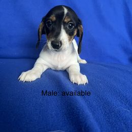 Dachshund Puppies from Sunshine’s Dachshunds