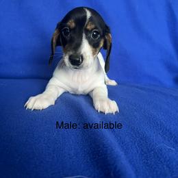 Dachshund Puppies from Sunshine’s Dachshunds