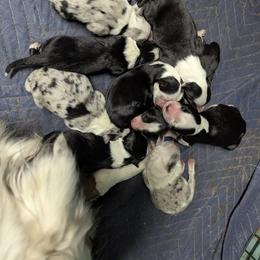 Australian Shepherd and Great Dane Puppies from AEW Farm