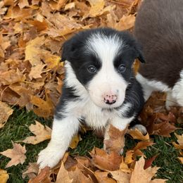 Boy 1 Black Rough Coat - Black male Border Collie puppy in Centerville, Washington from Forthright Farms