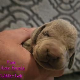 Pink Collar - Silver gray female Weimaraner puppy in Indiana from So-IN Weimaraner's