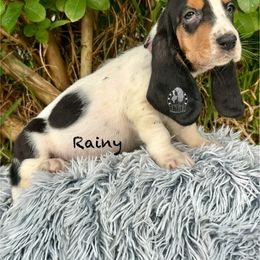 Rainy - Black white and brown female Basset Hound puppy in Dingess, West Virginia from Tuckers' Howling Hounds