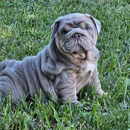 Honey - Lilac tri-color female Bulldog puppy in Hialeah, Florida from Charliejbulldogs
