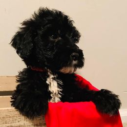 Goldendoodle, Sheepadoodle, and Aussiedoodle Puppies from Selten Poodles and Doodles