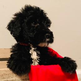 Goldendoodle, Sheepadoodle, and Aussiedoodle Puppies from Selten Poodles and Doodles