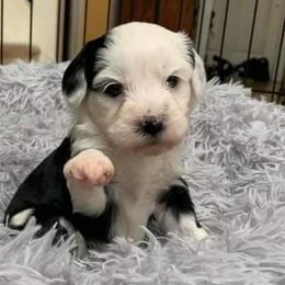 "Baby Matilde saying hallo!" Tibetan Terrier Puppies from Windamere Tibetan Terriers