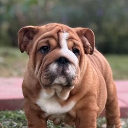 Jonah - Red male Bulldog puppy in Lakeland, Florida from Fur Love And Puppies