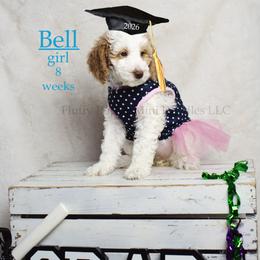 Bell (light blue collar) girl - Parti female Goldendoodle puppy in Corona, California from Fluffy Puppy Mini Doodles LLC