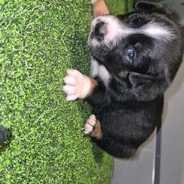 Hero - Black tri male Toy Australian Shepherd puppy in Humansville, Missouri from Tater Tot aussies