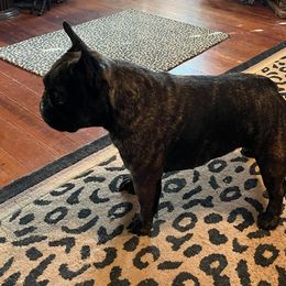 Bulldog and French Bulldog All Grown Up from Scott's Bulldogs