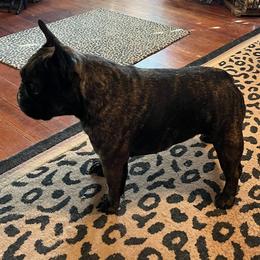 Bulldog and French Bulldog All Grown Up from Scott's Bulldogs