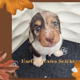 Snickers - Dapple male Dachshund puppy in Panama City, Florida from Harbor Doxies