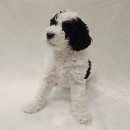 Gemma - Parti female Poodle puppy in Puyallup, Washington from Pure Parti Poodles