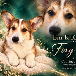 Foxy Cleo - Pembroke Welsh Corgi