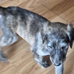 Afghan Hound Puppies from Summerbrook Afghans