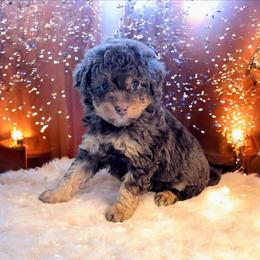 Emily - Phantom female Bernedoodle puppy in Sparta, Missouri from Sis' Doodles & Poodles