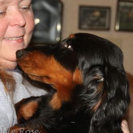 Dachshunds from Wylde Rose Dachshunds