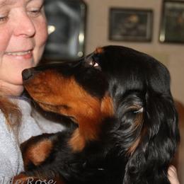 Dachshunds from Wylde Rose Dachshunds