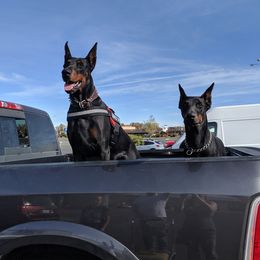 Doberman Pinschers from S & J Dobermans