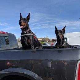 Doberman Pinschers from S & J Dobermans
