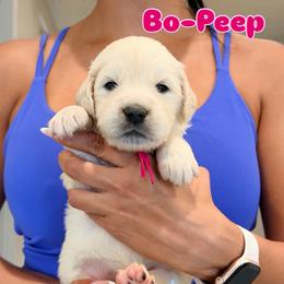 Bo-Peep - Light golden female Golden Retriever puppy in Las Vegas, Nevada from Robinson Retrievers
