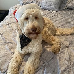 Goldendoodles from BNB K9 Castle